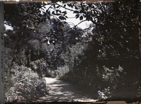 Image représentant Une allée dans le jardin
