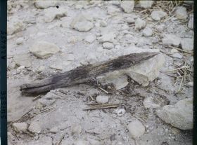 Image représentant Site palafittique préhistorique des Alpes, pieux en bois visibles lors de la baisse des eaux après la grande sécheresse de 1921