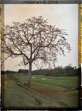 Image représentant Deux kapokiers (aussi appelés fromagers ou faux-cotonniers) en fleurs, en bordure de rizières