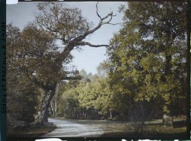 Image représentant Forêt