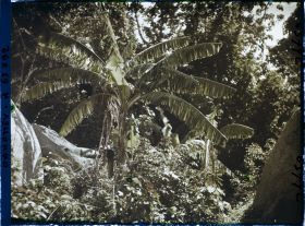 Image représentant Végétation (palmiers, bananiers) dans la montagne