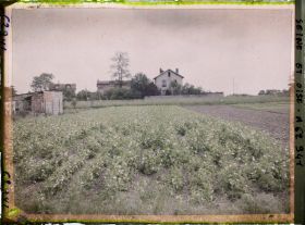 Image représentant Ile de France, Frepillon, Champ de petits pois