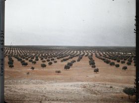 Image représentant Panorama sur les oliveraies pris du point géodésique