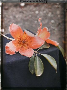 Image représentant Les feuilles et les fleurs du kapokier