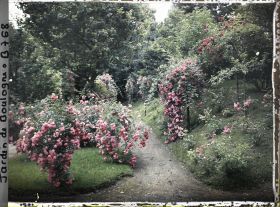 Image représentant Rosiers ornant parterre et talus situés au sud du verger-roseraie, vus en direction de l'est