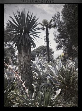 Image représentant Palmier dominant un ensemble d'agaves, furcraea, beschornéria et autres plantes