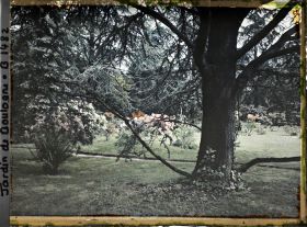 Image représentant azalées et rhodos à travers les arbres, la pelouse du marais à l'arrière-plan