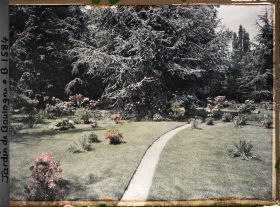 Image représentant Cèdre près du marais et au bord du chemin qui sillonne vers l'ouest la pelouse fleurie qui l'entoure