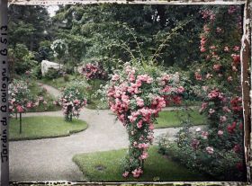 Image représentant Coin sud-est du verger-roseraie orné de rosiers en fleurs, situé à la limite du jardin japonais