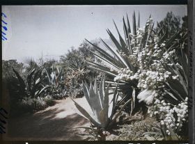 Image représentant le Jardin