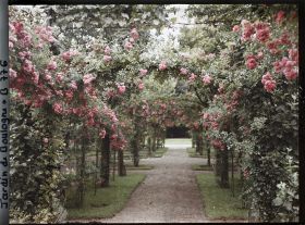 Image représentant Axe central du verger-roseraie vu vers le jardin anglais, non loin du rond-point côté jardin français