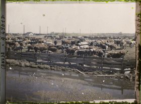 Image représentant Canada, Calgary, Stockyards - Parc de repos du bétail