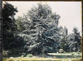 Image représentant Grand cèdre près du marais, au bord du chemin qui longe les étangs en direction de l'ouest