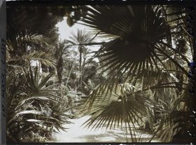 Image représentant le Jardin