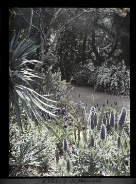 Image représentant Bordures d'allée fleurie située non loin de la villa Kahn, dite villa Zamir