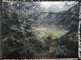 Image représentant Espace du marais en fleurs vu en direction du nord, entre deux arbres de la forêt bleue