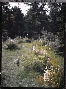 Image représentant La prairie en fleurs au coeur de la forêt dorée
