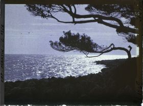 Image représentant Pin en contre-jour, en bordure de rivage