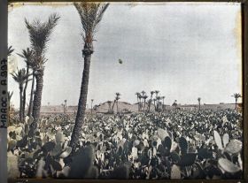 Image représentant Champs de figuiers de barbarie dans la palmeraie