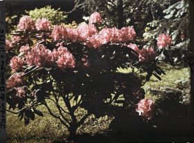 Image représentant Pied de rhododendrons rouges