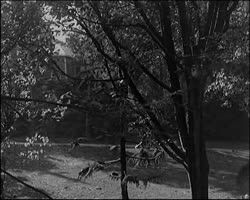 Image représentant Un coup de vent dans le Parc de M. Kahn