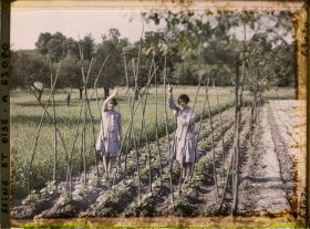 Image représentant Ile de France, Vaux, Jeunes filles ramant des haricots