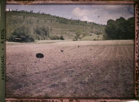Image représentant France, Grotte de la Madeleine, Les épouvantails d'un champ labouré, terre rouge et versants couverts de petits chênes