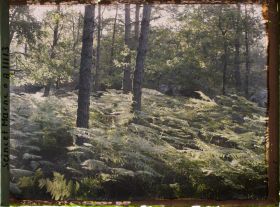 Image représentant France, Fontainebleau, Foret de Fontainebleau, Effet de lumière à travers les arbres.