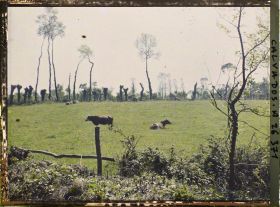 Image représentant Pâturage