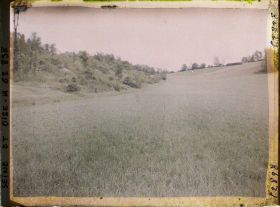 Image représentant Ile de France, Tessancourt, Champ de blé en herbe