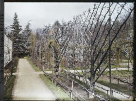 Image représentant Fruitiers palissés et allée menant à la forêt bleue, près de l'axe principal du verger-roseraie