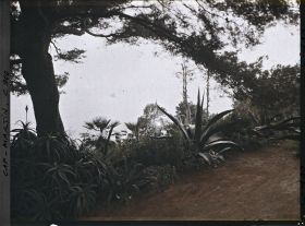 Image représentant Le jardin donnant sur la mer