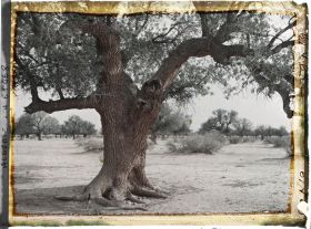 Image représentant Un vieux pistachier térébinthe