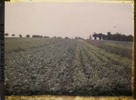 Image représentant Ile de France, Pontoise, Champs de Choux et fleurs parasites