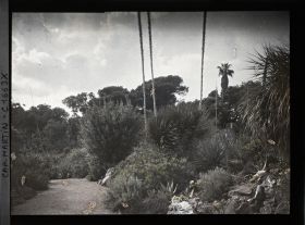 Image représentant En bordure d'allée, rocaille de plantes exotiques ponctuée d'hampes florales de dasylirions