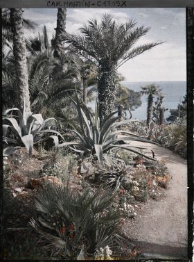 Image représentant Sentier menant à la villa Kahn, bordé de palmiers et de plantes exotiques, avec vue sur la mer