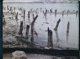 Image représentant Site palafittique préhistorique des Alpes, pieux en bois visibles lors de la baisse des eaux après la grande sécheresse de 1921