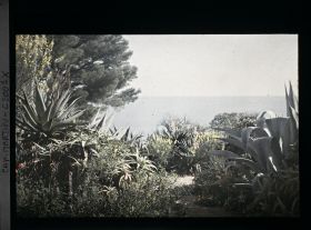 Image représentant Sentiers dominant la mer, bordés d'agaves, aloès et de genêts en fleurs, vue prise à 17 h