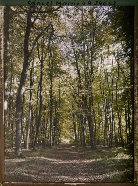 Image représentant Forêt