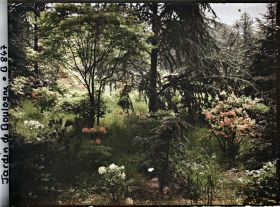 Image représentant Azalées près du marais