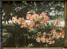 Image représentant Azalées orangés en gros plan