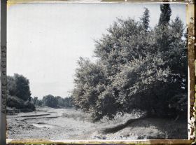 Image représentant Mimosas le long de l'Oued Khémis