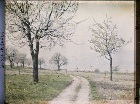 Image représentant Un chemin bordé de cerisiers en fleurs en direction du lac de Neuchâtel