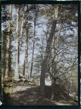 Image représentant France, Fontainebleau, Forêt de Fontainebleau