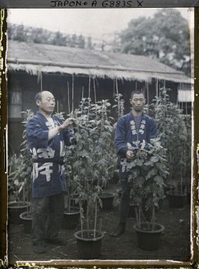 Image représentant jardiniers ou pépiniéristes et chrysanthèmes