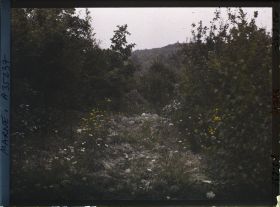 Image représentant France, Vienne le Château, Ancienne route au Bois des Autry
