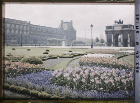 Image représentant Les tulipes au jardin des Tuileries