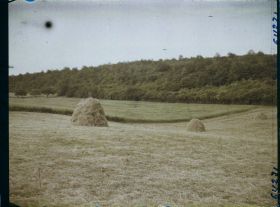 Image représentant Prairie, blé et bois