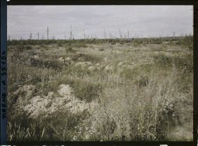 Image représentant France, Vienne le Château , Un aspect du Bois de la Gruerie, partie située s/ la route de Binarville