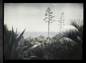 Image représentant Massif de plantes exotiques, fleurs d'agaves et pins dominant la mer